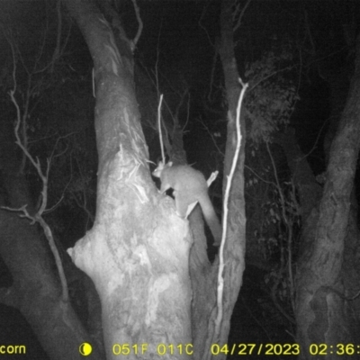 Trichosurus vulpecula (Common Brushtail Possum) at Thurgoona, NSW - 26 Apr 2023 by DMeco