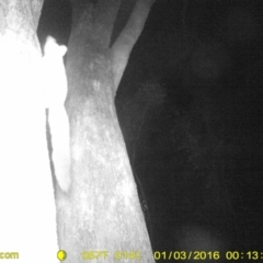 Petaurus norfolcensis (Squirrel Glider) at Albury - 3 Jan 2016 by DMeco
