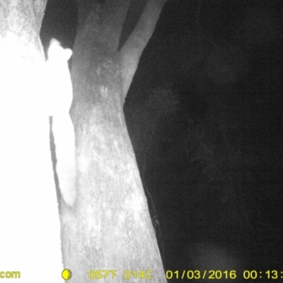 Petaurus norfolcensis (Squirrel Glider) at Monitoring Site 031 - Remnant - 2 Jan 2016 by DMeco
