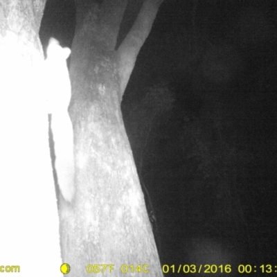 Petaurus norfolcensis (Squirrel Glider) at Albury - 3 Jan 2016 by DMeco