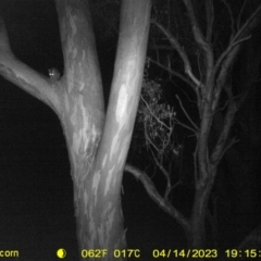 Trichosurus vulpecula (Common Brushtail Possum) at Thurgoona, NSW - 14 Apr 2023 by DMeco