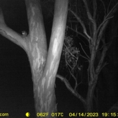 Trichosurus vulpecula (Common Brushtail Possum) at Monitoring Site 032 - Remnant - 14 Apr 2023 by DMeco