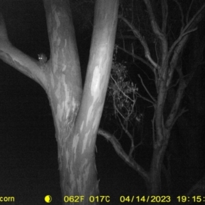 Trichosurus vulpecula at Monitoring Site 032 - Remnant - 14 Apr 2023 07:15 PM