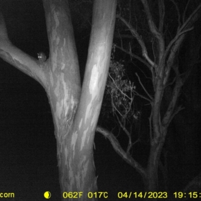 Trichosurus vulpecula (Common Brushtail Possum) at Albury - 14 Apr 2023 by DMeco