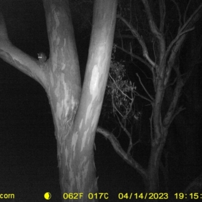 Trichosurus vulpecula (Common Brushtail Possum) at Thurgoona, NSW - 14 Apr 2023 by DMeco