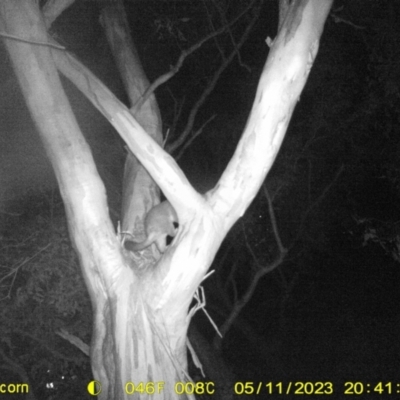 Trichosurus vulpecula (Common Brushtail Possum) at Monitoring Site 033 - Revegetation - 11 May 2023 by DMeco