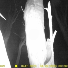 Petaurus norfolcensis (Squirrel Glider) at Albury - 21 Apr 2023 by DMeco