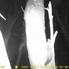 Petaurus norfolcensis (Squirrel Glider) at Charles Sturt University - 21 Apr 2023 by DMeco