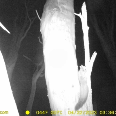 Petaurus norfolcensis (Squirrel Glider) at Monitoring Site 034 - Remnant - 22 Apr 2023 by DMeco