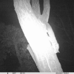 Petaurus norfolcensis (Squirrel Glider) at National Environment Centre (Riverina Institute of Tafe) - 7 May 2023 by DMeco