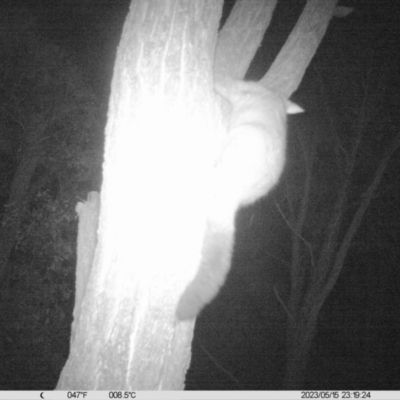 Trichosurus vulpecula (Common Brushtail Possum) at National Environment Centre (Riverina Institute of Tafe) - 15 May 2023 by DMeco