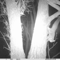 Petaurus norfolcensis (Squirrel Glider) at Monitoring Site 037 - Revegetation - 18 May 2023 by DMeco