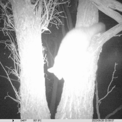 Trichosurus vulpecula (Common Brushtail Possum) at Monitoring Site 037 - Revegetation - 28 May 2023 by DMeco