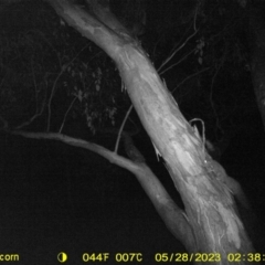 Petaurus norfolcensis (Squirrel Glider) at Table Top, NSW - 27 May 2023 by DMeco