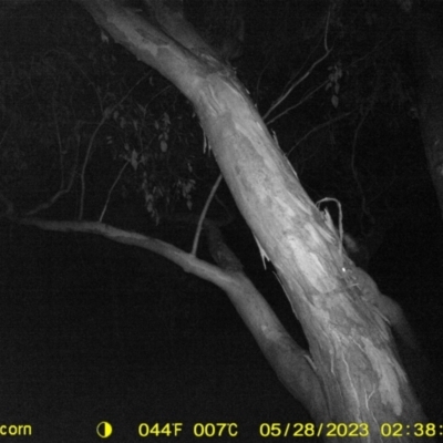 Petaurus norfolcensis (Squirrel Glider) at Table Top, NSW - 27 May 2023 by DMeco