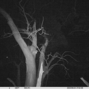 Trichosurus vulpecula at Bird Monitoring Site 2 - Albury Environmental Lands  - 23 May 2023 09:54 PM