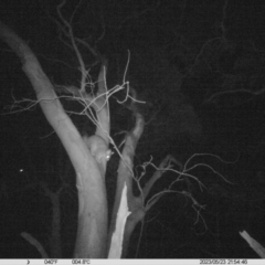 Trichosurus vulpecula (Common Brushtail Possum) at Monitoring Site 045 - Riparian - 23 May 2023 by DMeco