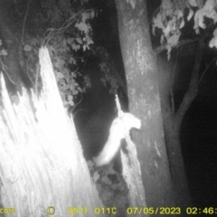 Petaurus norfolcensis (Squirrel Glider) at Monitoring Site 052 - Road - 5 Jul 2023 by DMeco