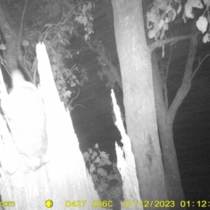 Pseudocheirus peregrinus at Undefined Area - 12 Jul 2023 01:12 AM