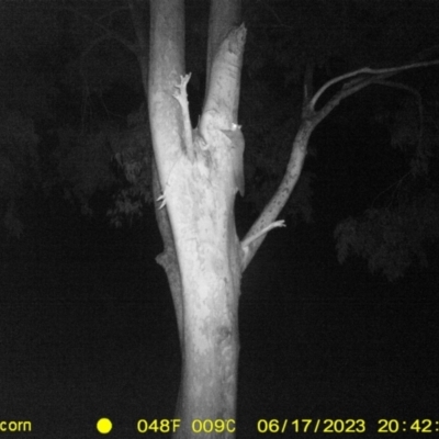 Petaurus norfolcensis (Squirrel Glider) at Monitoring Site 058 - Road - 17 Jun 2023 by DMeco