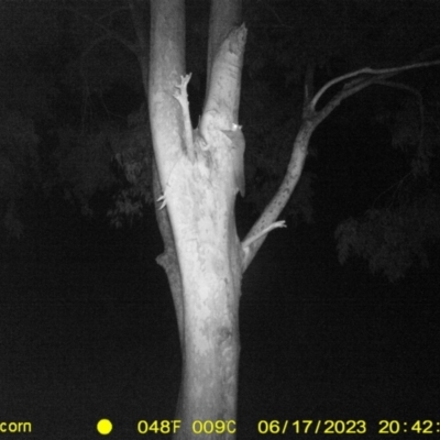 Petaurus norfolcensis (Squirrel Glider) at Table Top, NSW - 17 Jun 2023 by DMeco