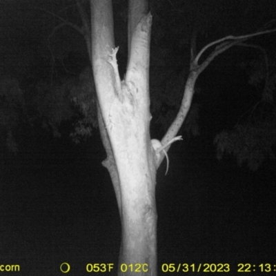Pseudocheirus peregrinus (Common Ringtail Possum) at Monitoring Site 058 - Road - 31 May 2023 by DMeco