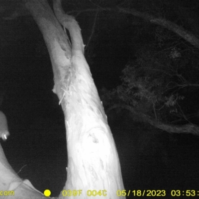 Pseudocheirus peregrinus (Common Ringtail Possum) at Monitoring Site 061 - Road - 18 May 2023 by DMeco