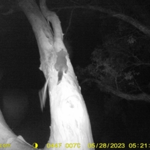 Trichosurus vulpecula at Monitoring Site 061 - Road - 28 May 2023