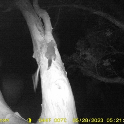 Trichosurus vulpecula (Common Brushtail Possum) at Monitoring Site 061 - Road - 28 May 2023 by DMeco