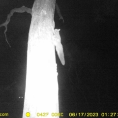 Petaurus norfolcensis (Squirrel Glider) at Nine Mile Reserve - 16 Jun 2023 by DMeco