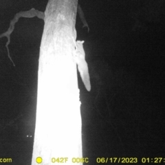 Petaurus norfolcensis (Squirrel Glider) at Monitoring Site 064 - Remnant - 17 Jun 2023 by DMeco