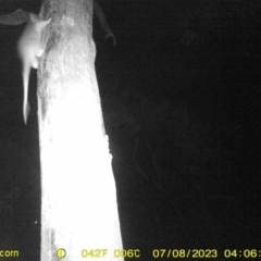 Pseudocheirus peregrinus (Common Ringtail Possum) at Monitoring Site 064 - Remnant - 8 Jul 2023 by DMeco