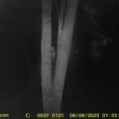 Petaurus norfolcensis (Squirrel Glider) at Monitoring Site 065 - Revegetation - 6 Jun 2023 by DMeco