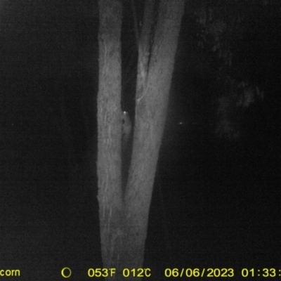 Petaurus norfolcensis (Squirrel Glider) at Monitoring Site 065 - Revegetation - 5 Jun 2023 by DMeco