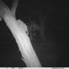 Trichosurus vulpecula (Common Brushtail Possum) at Albury - 12 May 2023 by DMeco