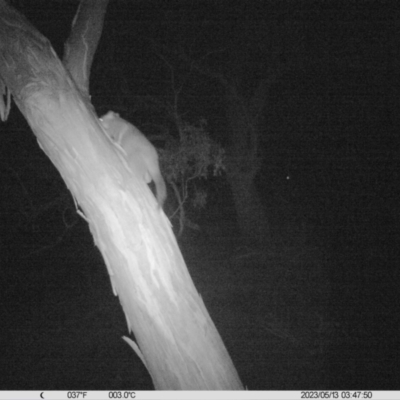 Trichosurus vulpecula (Common Brushtail Possum) at Thurgoona, NSW - 12 May 2023 by DMeco