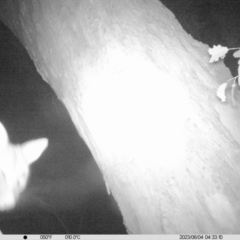 Trichosurus vulpecula (Common Brushtail Possum) at Wirlinga, NSW - 3 Jun 2023 by DMeco