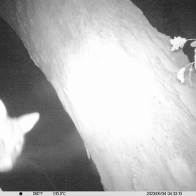 Trichosurus vulpecula (Common Brushtail Possum) at Wirlinga, NSW - 3 Jun 2023 by DMeco