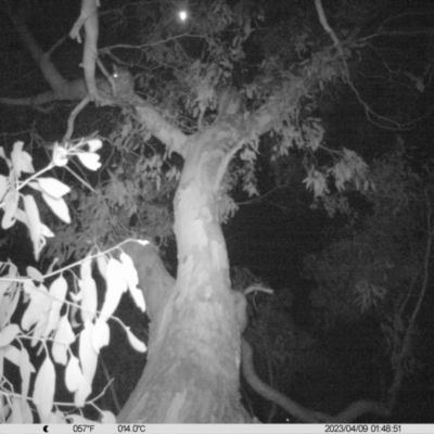 Trichosurus vulpecula (Common Brushtail Possum) at Jack Eames Reserve - 8 Apr 2023 by DMeco