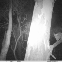 Trichosurus vulpecula (Common Brushtail Possum) at Wodonga - 19 Apr 2023 by DMeco