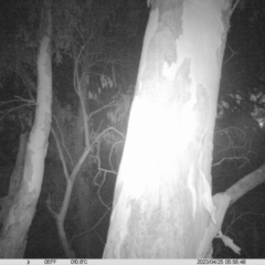 Petaurus sp. (A glider) at Monitoring Site 101 - Riparian  - 25 Apr 2023 by DMeco