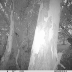 Strepera graculina (Pied Currawong) at Wodonga, VIC - 28 Apr 2023 by DMeco