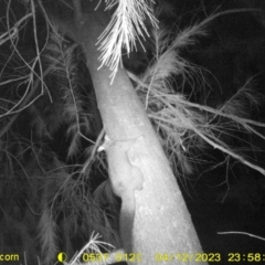 Trichosurus vulpecula (Common Brushtail Possum) at Wodonga - 12 Apr 2023 by DMeco