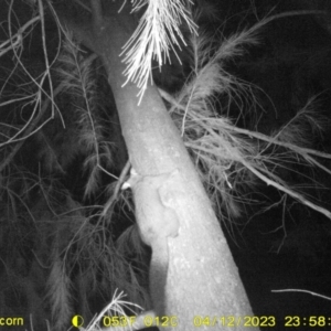 Trichosurus vulpecula at Monitoring Site 102 - Riparian  - 12 Apr 2023