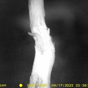 Petaurus norfolcensis at Undefined Area - 17 Apr 2023 11:36 PM