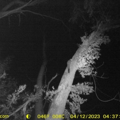Petaurus norfolcensis (Squirrel Glider) at WREN Reserves - 11 Apr 2023 by DMeco