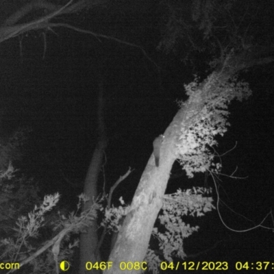 Petaurus norfolcensis (Squirrel Glider) at Huon Creek, VIC - 11 Apr 2023 by DMeco