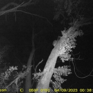 Trichosurus vulpecula at Undefined Area - 9 Apr 2023 12:38 AM