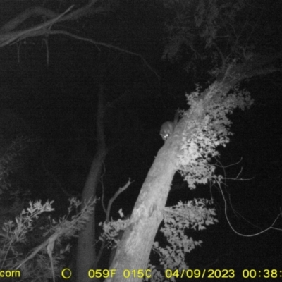 Trichosurus vulpecula (Common Brushtail Possum) at WREN Reserves - 8 Apr 2023 by DMeco