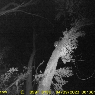 Trichosurus vulpecula (Common Brushtail Possum) at Wodonga - 8 Apr 2023 by DMeco